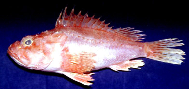 Scorpaena elongata_08.jpg